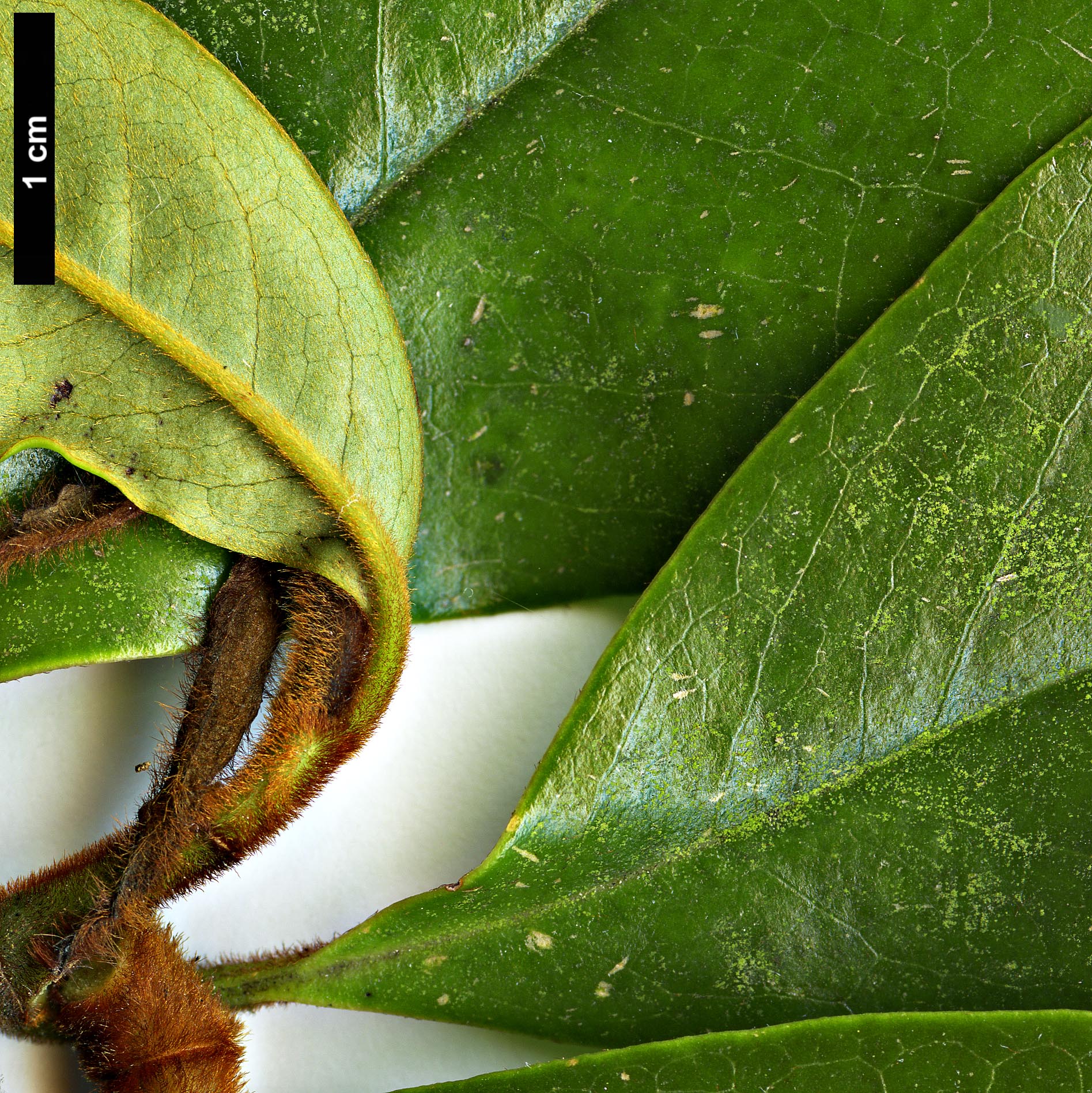 High resolution image: Family: Magnoliaceae - Genus: Magnolia - Taxon: ×foggii (M.doltsopa × M.figo)